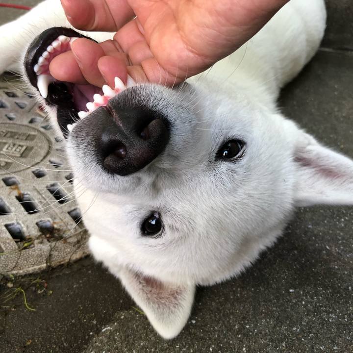 D97c0eac e496 4df4 9a2e bea9cb7b7a5f 1524913126154