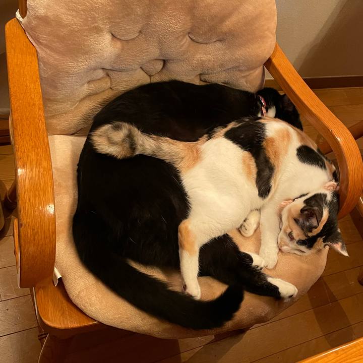 D984487f 2988 4705 8413 435560091b51 1668477694312