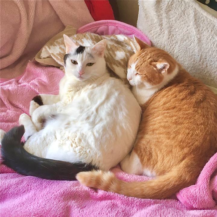 D984acdf 5a49 461c a6cc c7b2e613518d 1584690114812