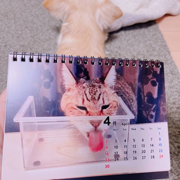 D9867a5d 2c69 470b b56e 077becfe6228 1680334851412