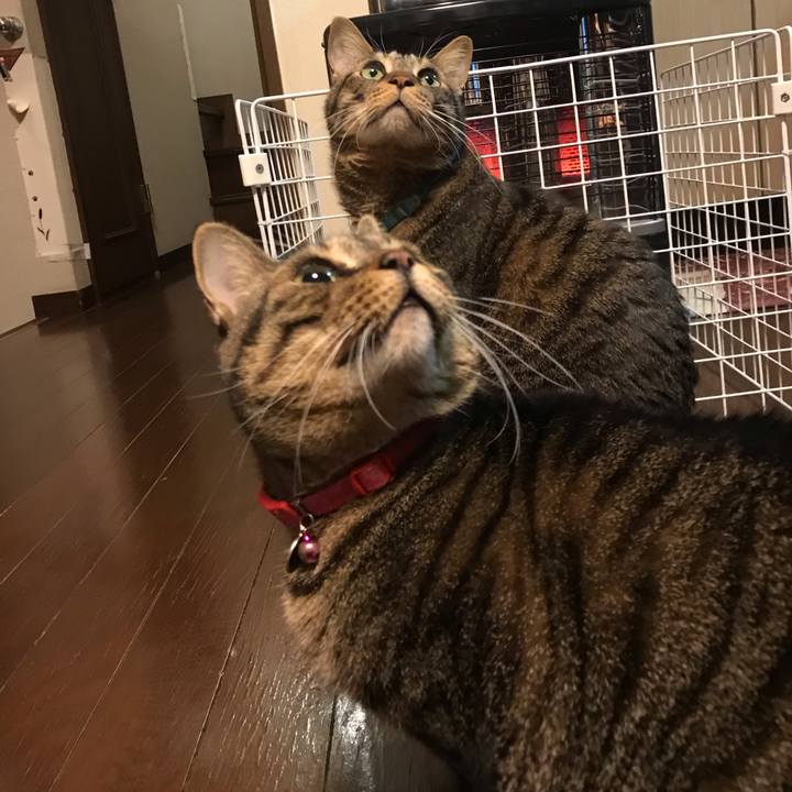 D9873c24 1803 4716 b17f fdceb4dc1f2c 1547213272360