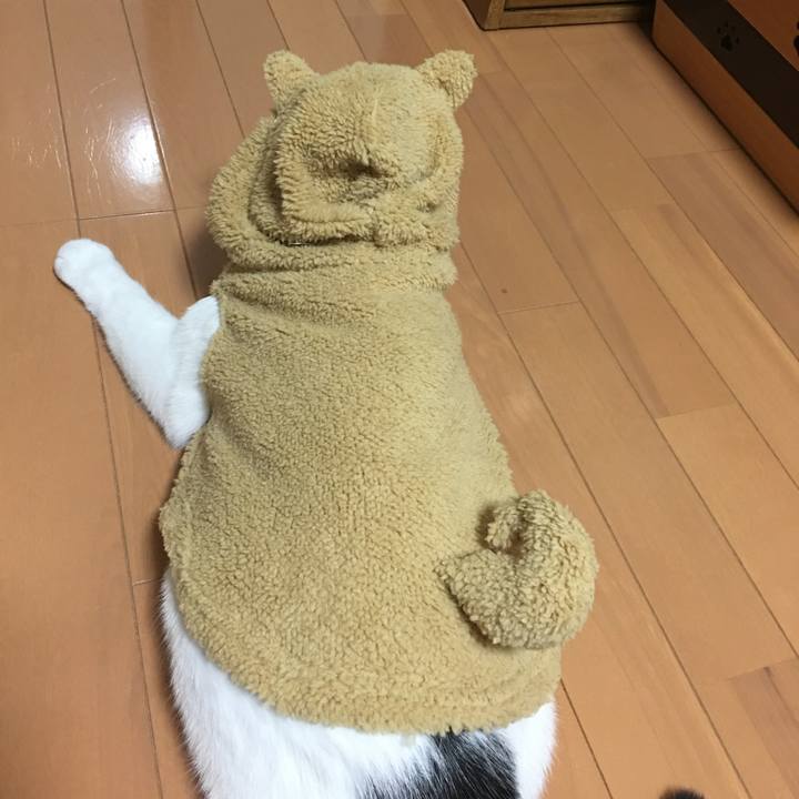 D9877e33 5647 470d a784 f8911baef389 1512035728464