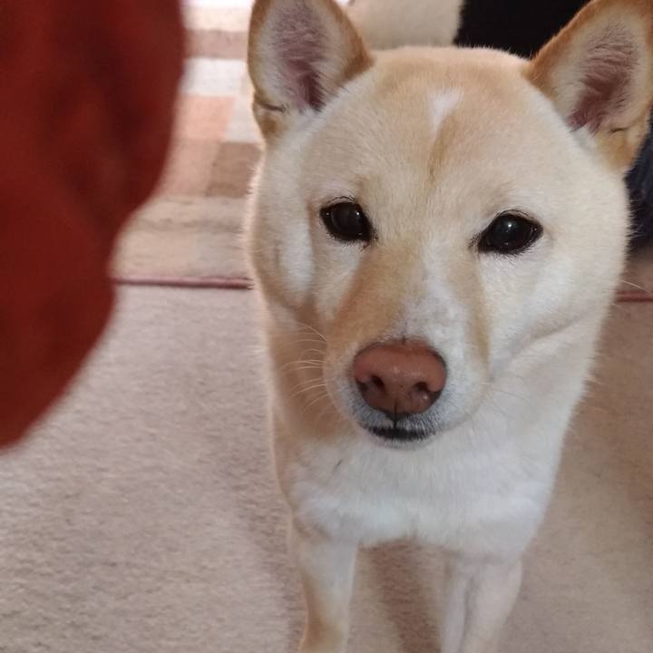 D9884555 2966 4cbc bf96 151cf13877e3 1554502506545