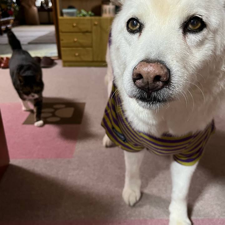 D989b072 e4c7 484a 9a8a e867de2f4d15 1762042346727