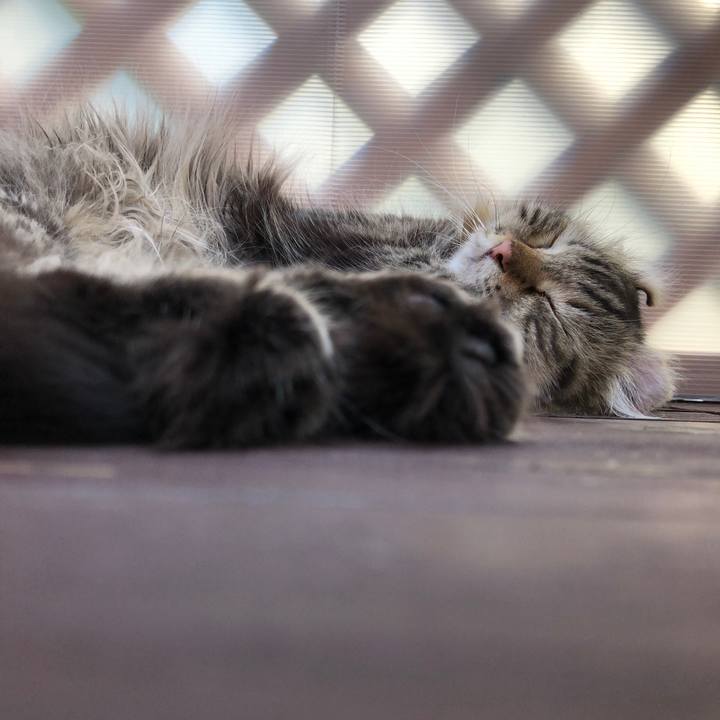 D98acf23 45d7 453e b973 1587b46b6336 1533343696581