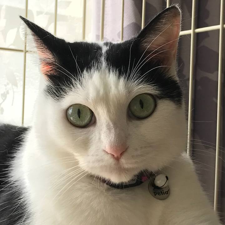 D98c0a8c 4fcc 4279 b8ca 54cfd26b51ea 1534827789112