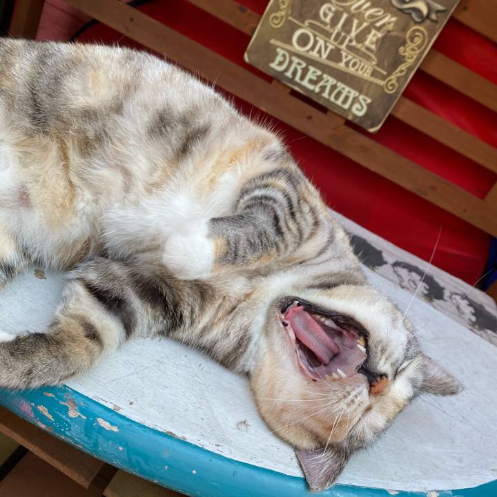 D98c99ae a894 4ca4 b6aa b65e2508cc0c 1626777665762