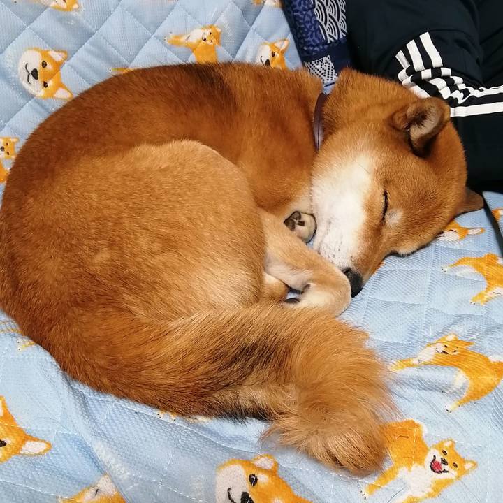 D98dae8b 66b6 42b0 aef0 55bd1b58932d 1604930210855