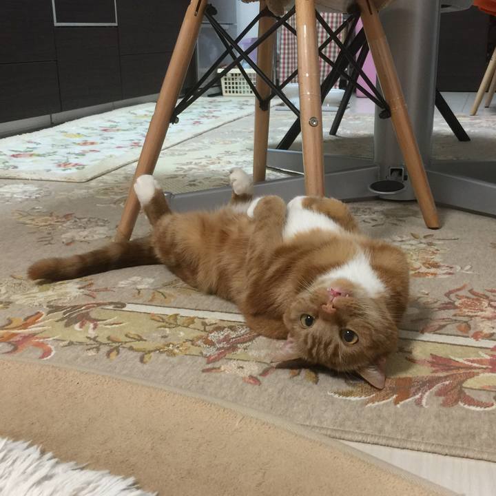 D98e69c7 85c0 4409 9a7d 6b70bd3527e6 1586527443770