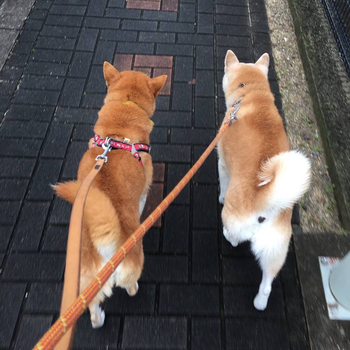 D98eed55 4465 4004 bf52 7e0418361d31 1509178058020