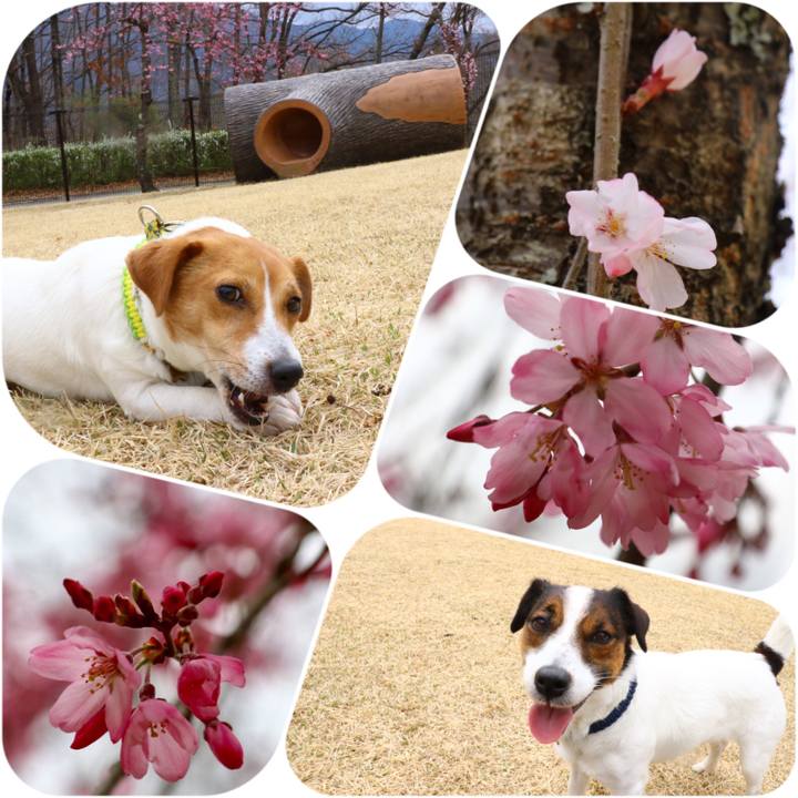 D99565eb 168b 4230 bd17 fe5e6584af5e 1553328493384