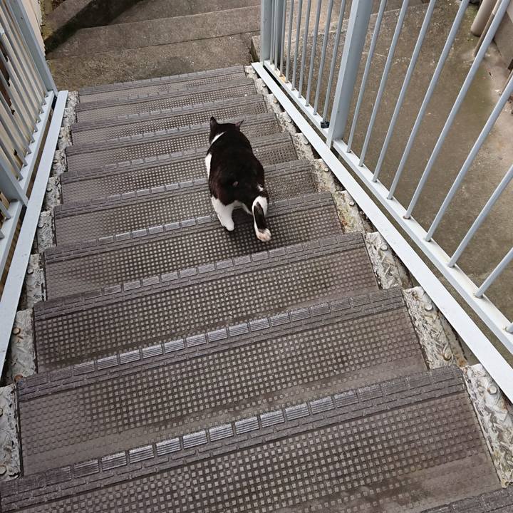 D9a7ee96 cbae 4f49 8b0c e729f2d71bcb 1593730791438