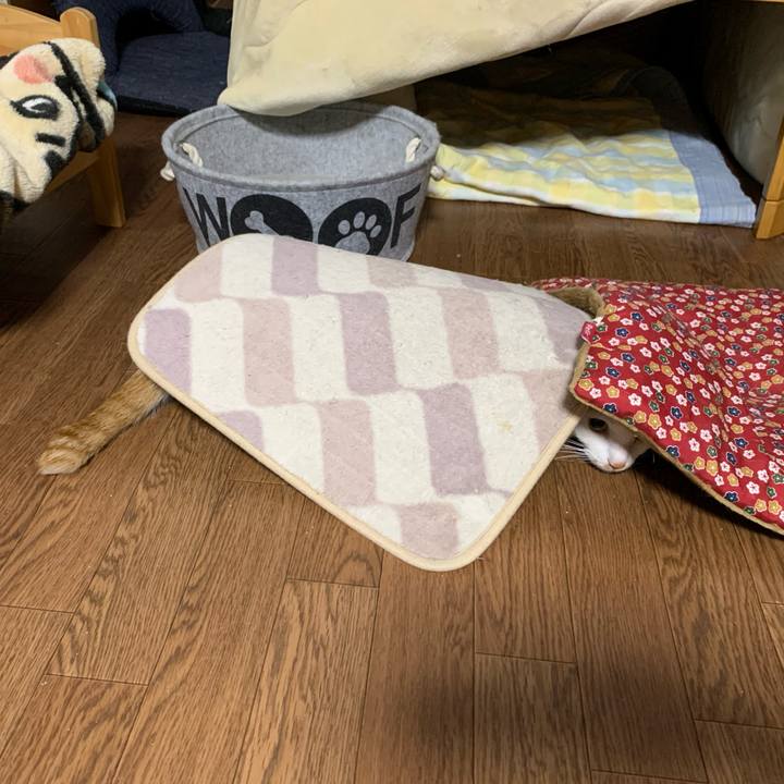 D9ad52b6 6a52 4959 901b 6e1b166eb97f 1611872345996