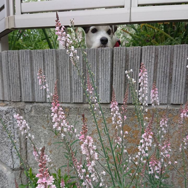 D9aea25e f9b9 48ac a4a6 e53e830afa4b 1558482072529