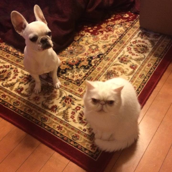 D9afe20d f01a 4afd b95f 7c8e799e6c8c 1545391543069