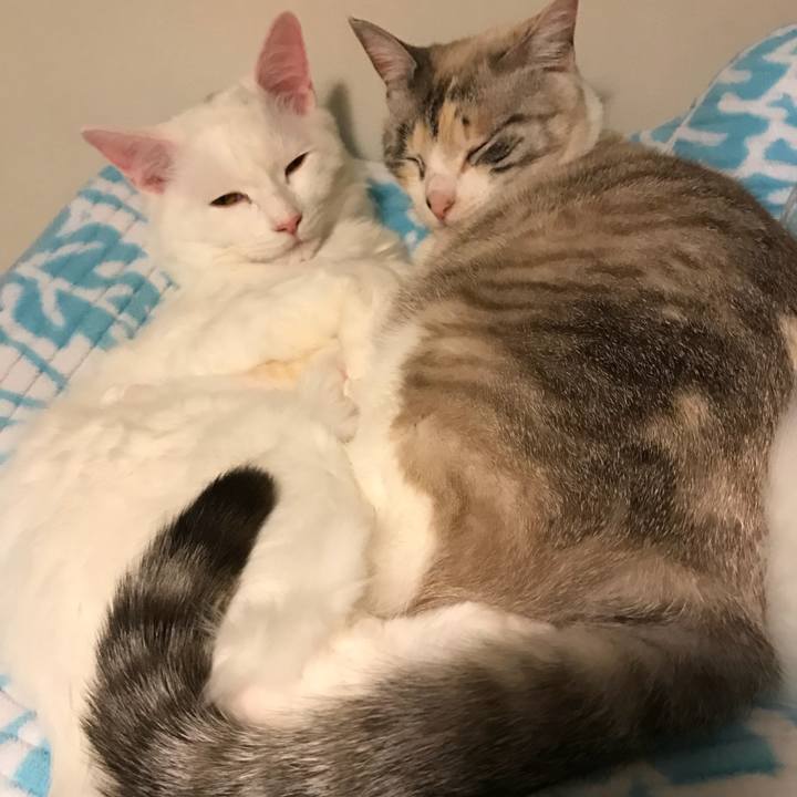 D9b0ac0c 0a08 4f11 9746 15614fe97640 1516191683193