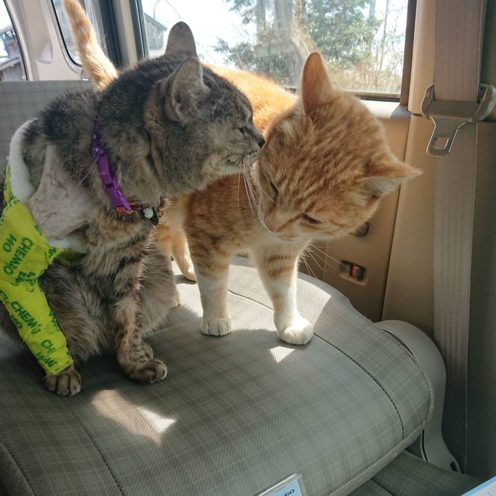 D9b3cc55 4d14 45e4 97ae fd0f8a7fefdf 1586399735527