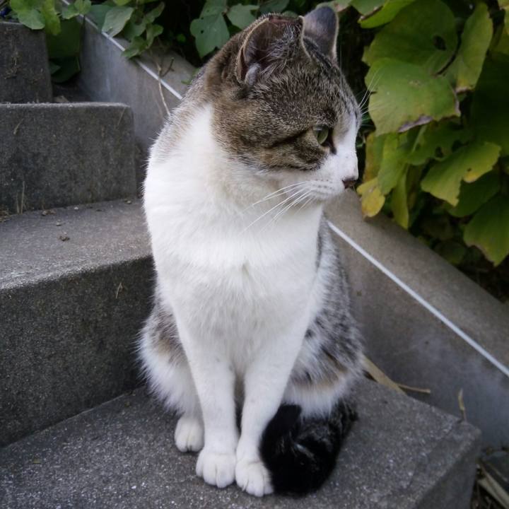 D9b6c8cf 64ea 4e96 9bdc 494562dea15a 1511856519337