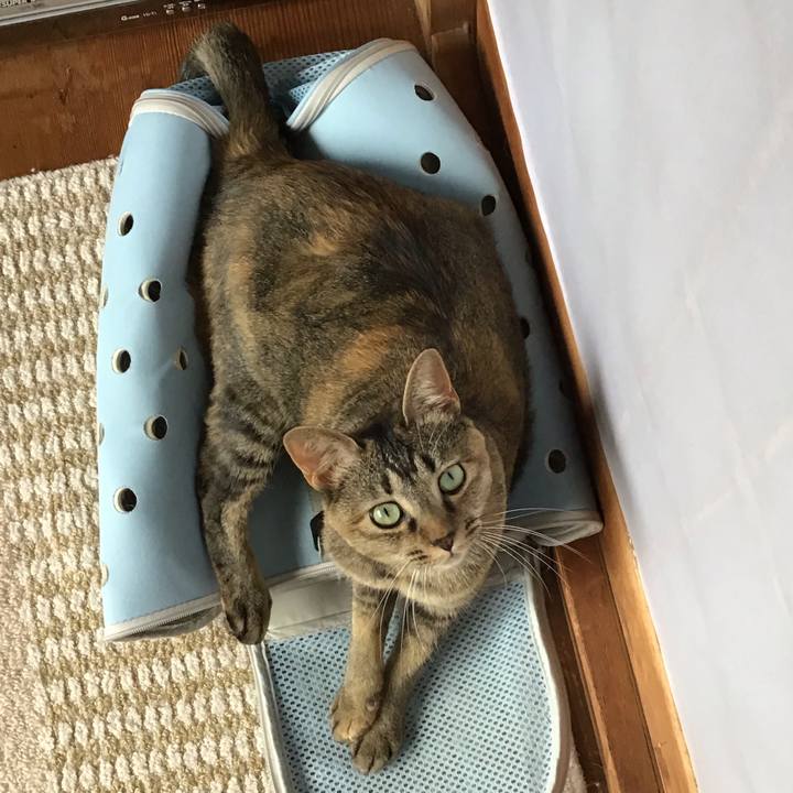 D9bcf987 16a2 45e7 b698 8afa8f4a4ad6 1596343722242