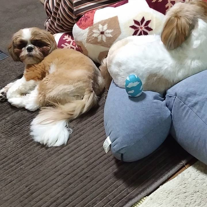 D9bfe36f 1055 40e6 ae16 cd33c0ffc459 1588505325515