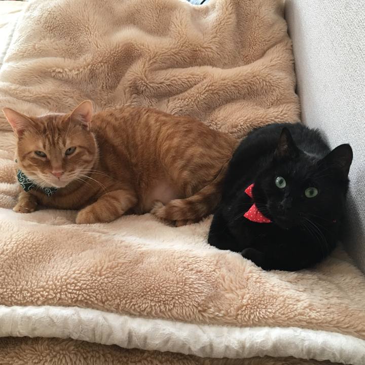 D9c0b942 fd8d 4a4d a159 e42d405ebca3 1547264956419