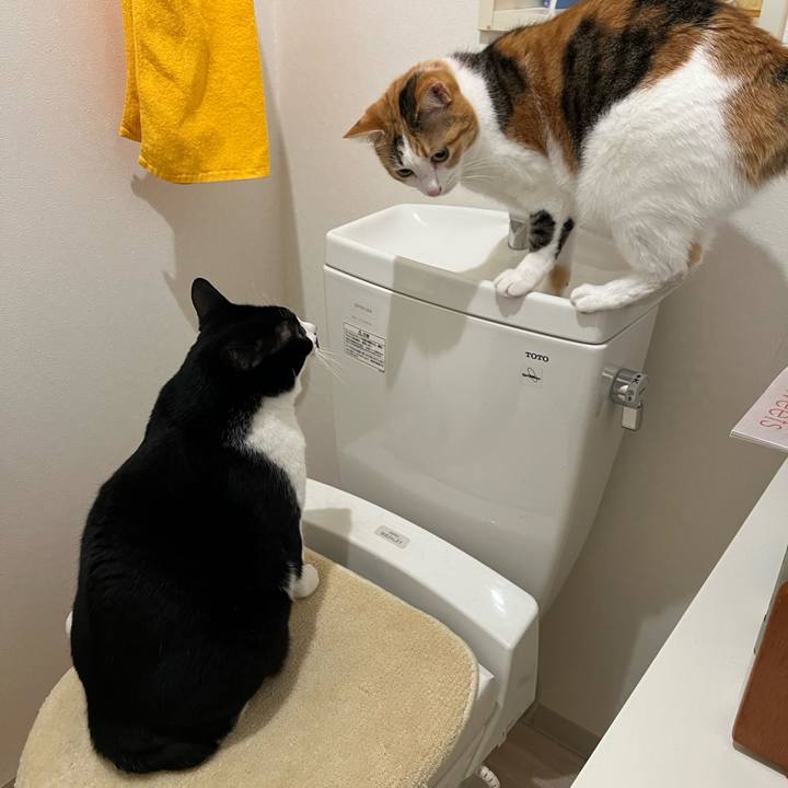 D9c44f1b b42d 44dc ace6 a98d6cfb42e6 1763762509806