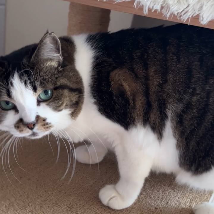 D9c4ae1b b86b 4cb5 b2b5 26f070480244 1766810179303