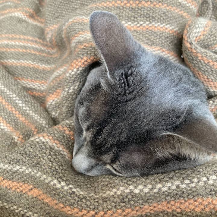 D9c7654b 994d 4cad b721 41226a9c5aff 1700889424688