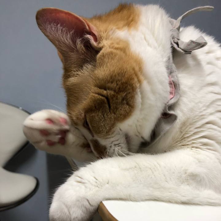 D9c80099 aed9 4a33 a14c 7cb5cc3ea7fa 1527081147081