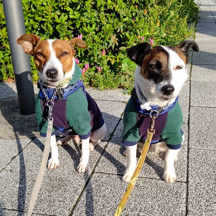 D9cc753f 1c4a 402f adb4 846428faee53 1617747448291