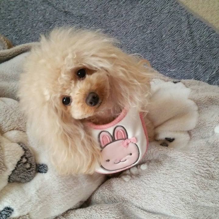 D9cf65ba 49af 4f0b b146 9a1538b5c413 1514249625184