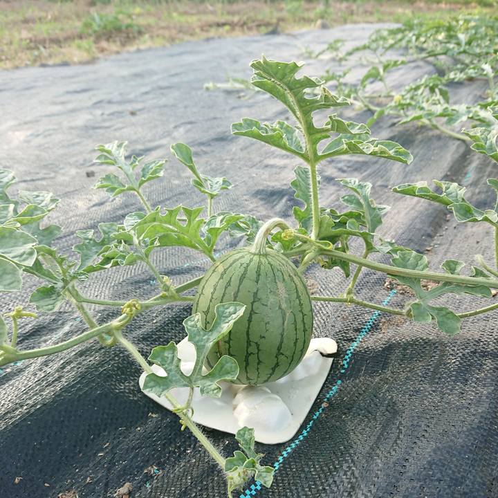 D9d0ffbf 8874 45db 8bd7 de760341f5d2 1593248529219