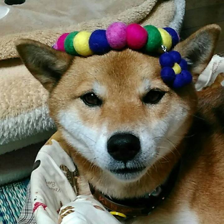 D9d2bf39 7022 4a82 a088 a4b598d5cb1b 1542097124140