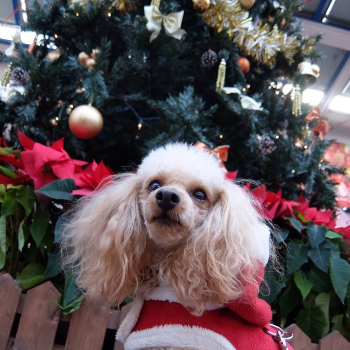 D9e30e94 c2d4 4420 8f70 bdc147c16842 1514062326051