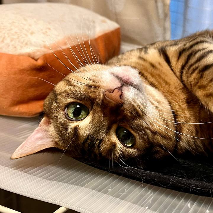 D9e45fe0 039c 4857 b62e 466112492e5b 1697865493341