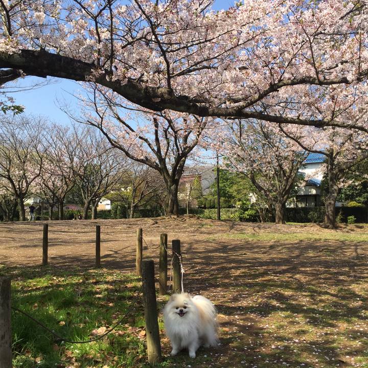 D9e65c1d 3ac9 4e75 ae11 bca0a6f133a2 1585964528169