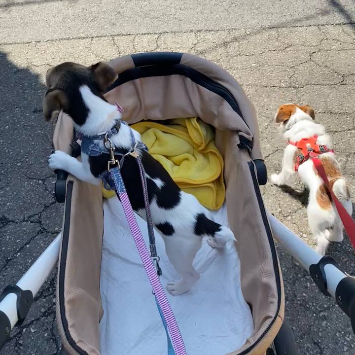 D9eb5ea1 4392 4f1f 839a 14314042470c 1743928364565