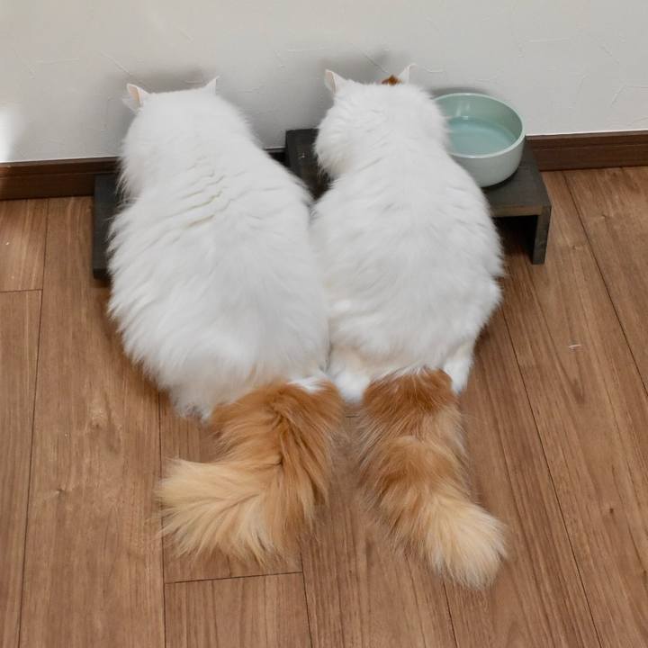 D9ede0c1 1123 417d 822f fb7dcfe01268 1764984074088