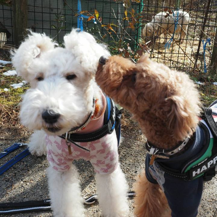 D9ee5559 ffe0 42c6 abd7 1a7b6eb73e02 1513495251298