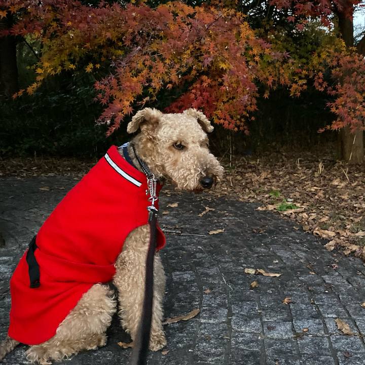 D9f1346a e6f4 48eb 877d 657431b87d1a 1575464616626