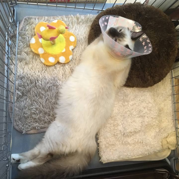 D9f416f7 9a4c 4743 9cd6 c78615684fcc 1508674303239