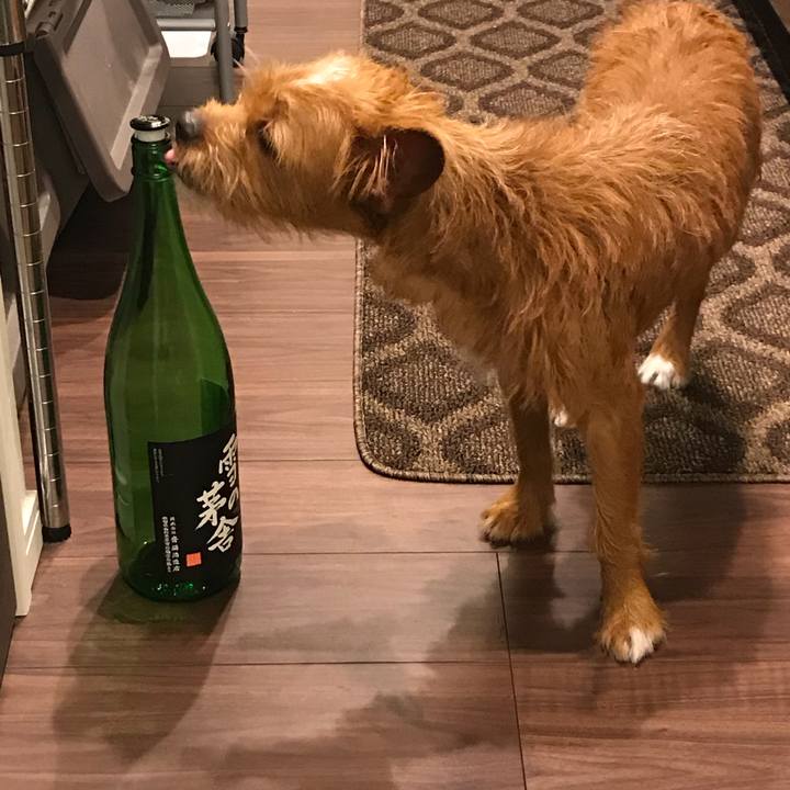 D9f4afc7 d710 42d2 9ff2 75bd7b7eb7be 1538375949421