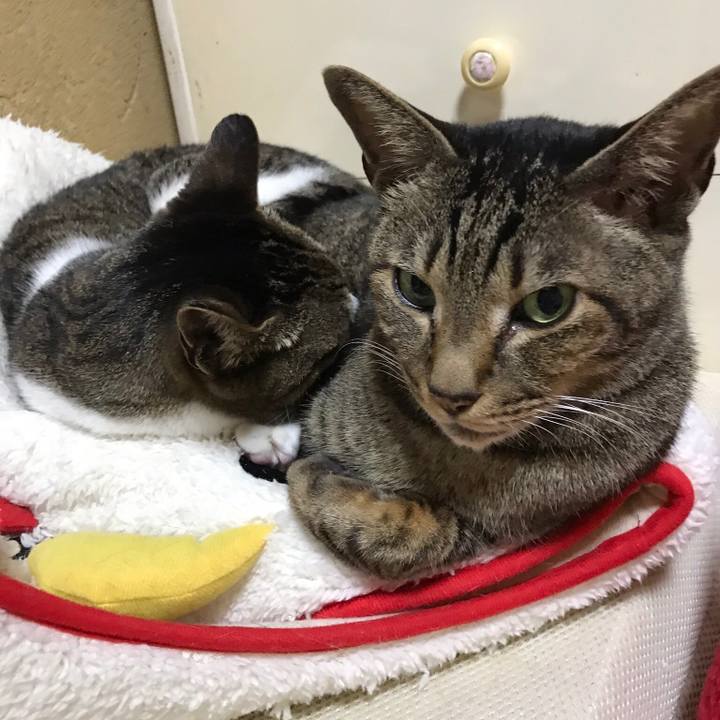 D9f621f5 f0e6 42af beaa 6080a6902b5a 1521682813114