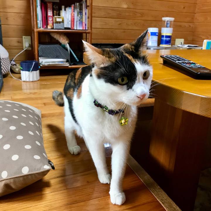 D9f88aa0 1f8b 4c76 8270 73a47d9d2640 1509584688735