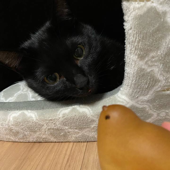 D9fa70c6 cc72 4ebf bbbb ddf1ac274c06 1698230961884