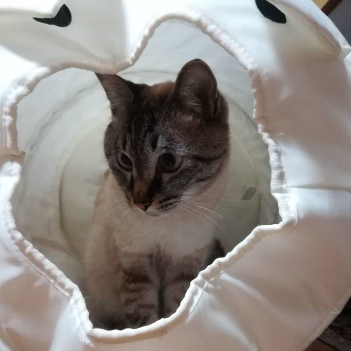 D9fbf5a0 8f3b 409e 8291 c032ee177bf0 1559903181631