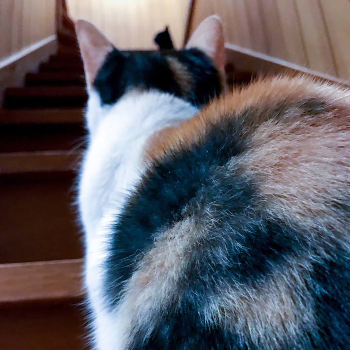 Da02afa8 bfd0 4037 ba6d e518d071cff5 1509876986529