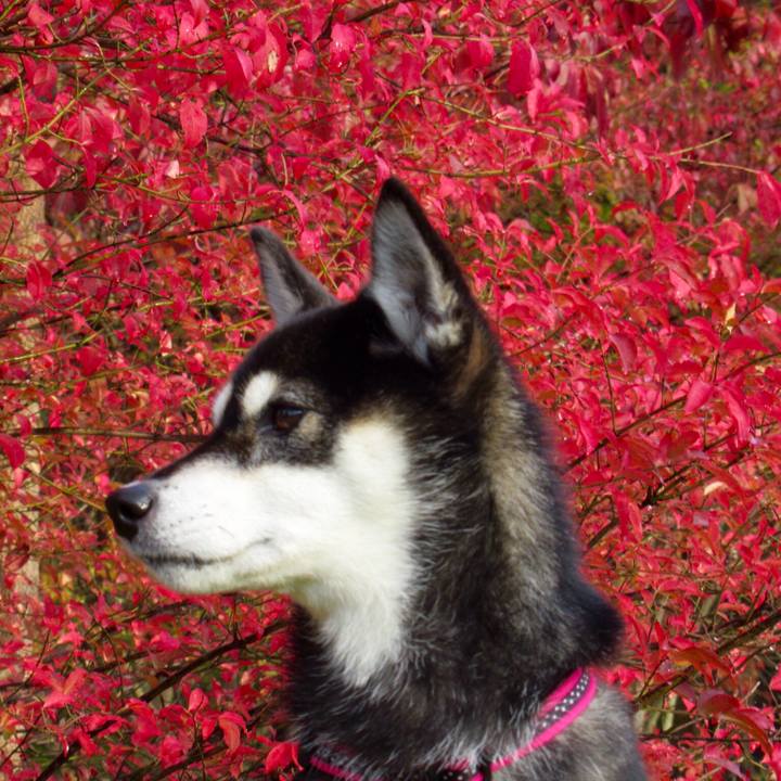 Da03e86f 340f 4770 b051 719d4ac9bcaf 1541977001732