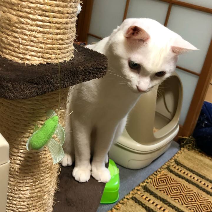 Da0b72fd d5fb 4452 b352 bc1094ae459a 1590916276341