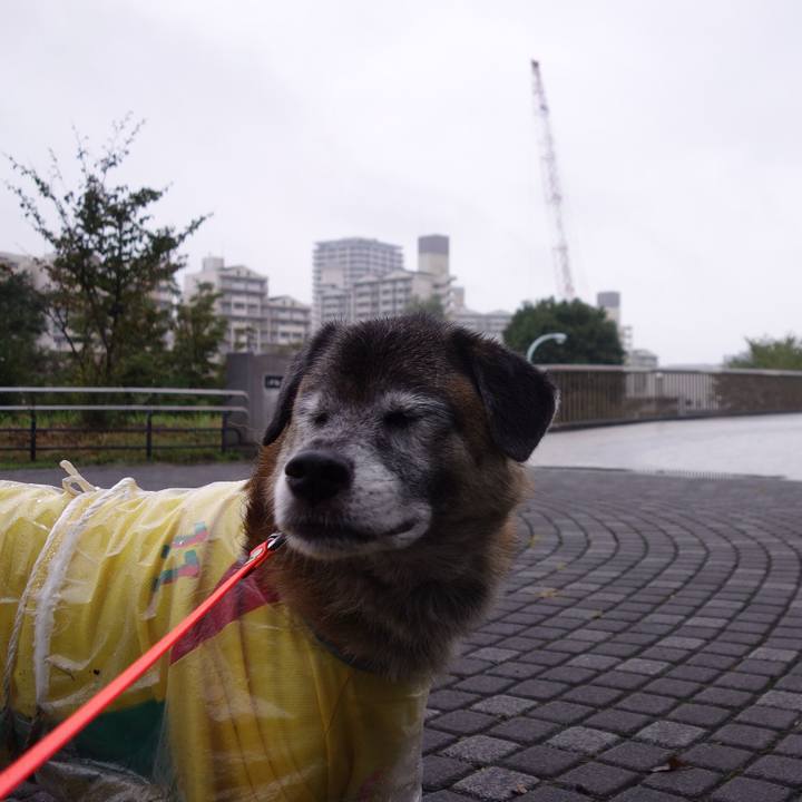 Da0c1fa7 745e 44cf ae8c 588580dfa312 1536976500679